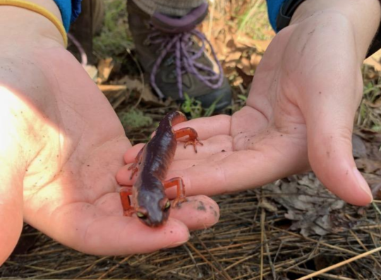 Ensatina salamander in student's hands