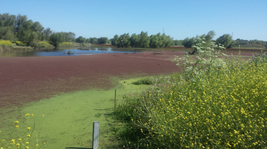 shallow lake covered in aquatic vegetation