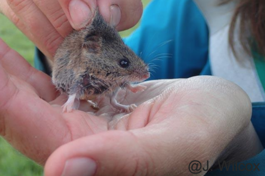 Student holding harvest mouse