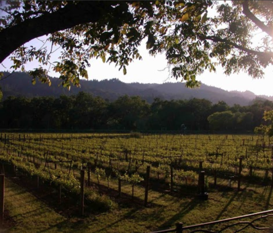 A field with grape vines
