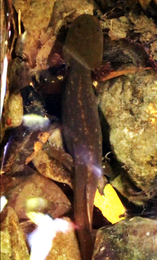 Giant salamander in creek