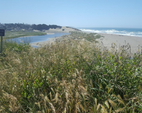 Coastal vegetation, with Salmon Creek and the Pacific Ocean in the distance
