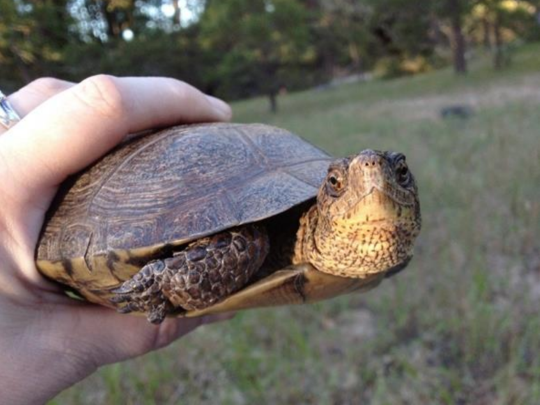 Western pond turtle