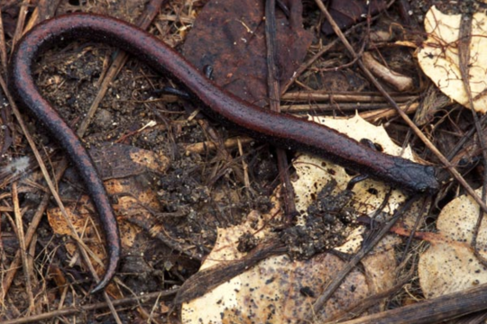 Slender salamander