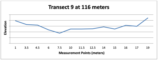 Profile of the creek along a transect