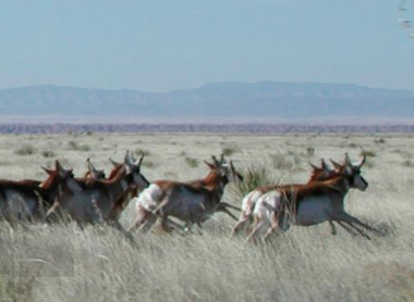 a herd of antelope run across a grassland