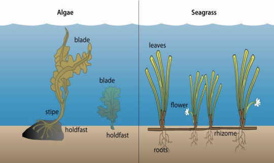 graphic of algae and seagrass