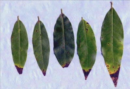 California bay laurel leaves with brown tips