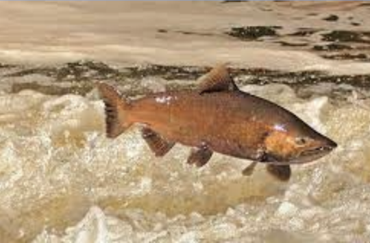 A Chinook salmon leaps out of turbulent water