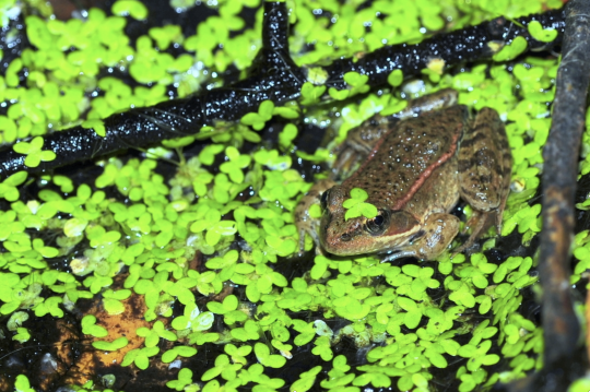 California red-legged frog surrounded by duckweed