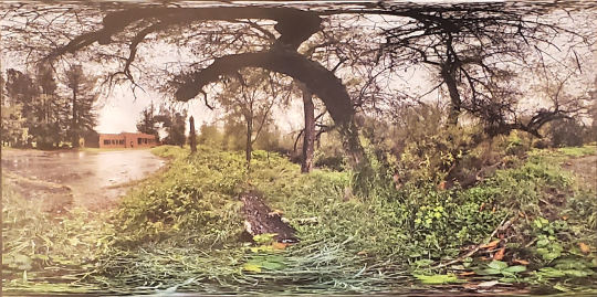 360 photo of creek and tree