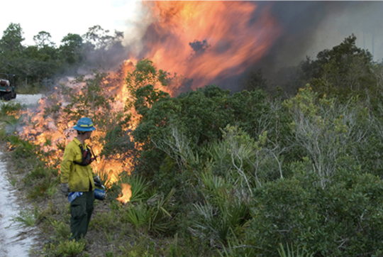 firefighter setting a prescribed burn