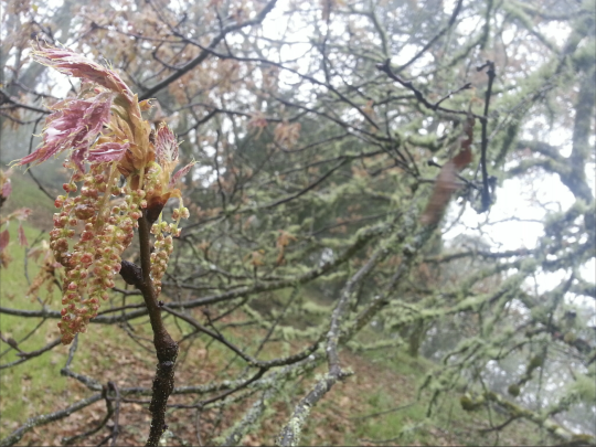 black out leaves and flowers emerging