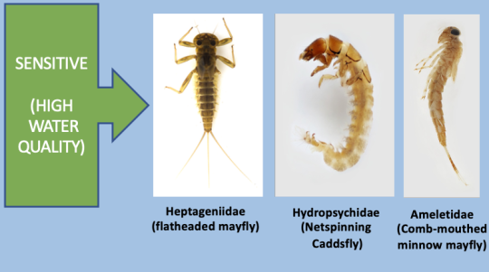 Insects sensitive to water quality