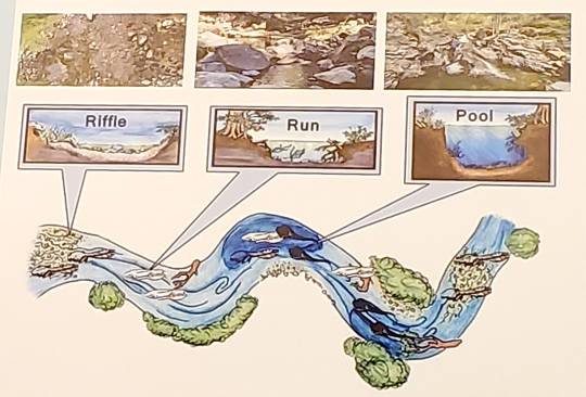 diagram of riffle, run and pool