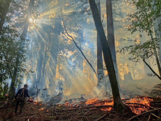 prescribed fire in a forest