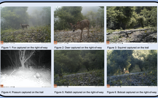 trail camera images