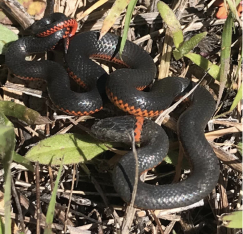 ring necked snake in grass