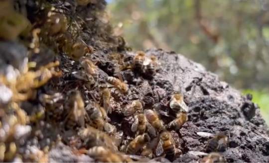 honeybees in a tree hive