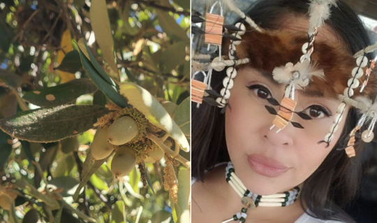 tanoak acorn in tree and Pomo woman's face