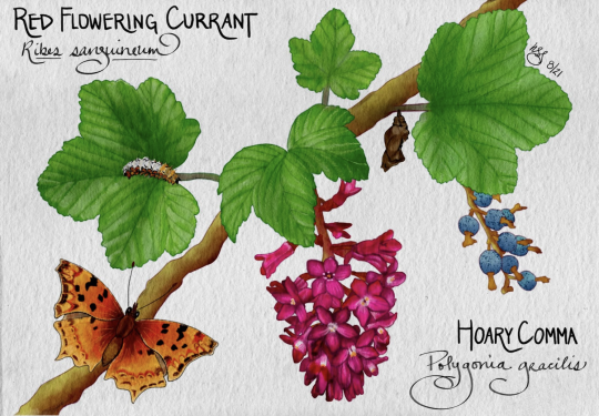 Scientific painting of Red Flowering Currant