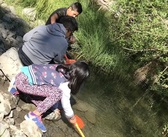 Los niños inclinados sobre un arroyo con pequeñas redes para atrapar animales