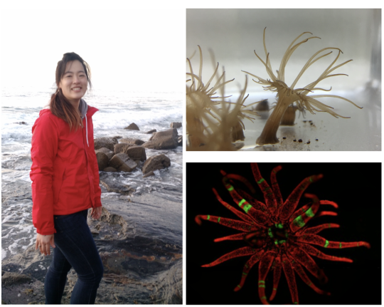 researcher with sea anemones