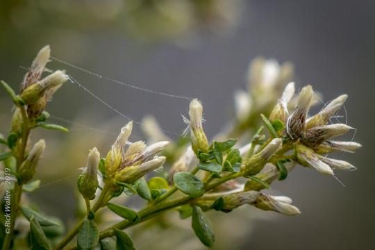 close up view of coyote brush draped in a spider web
