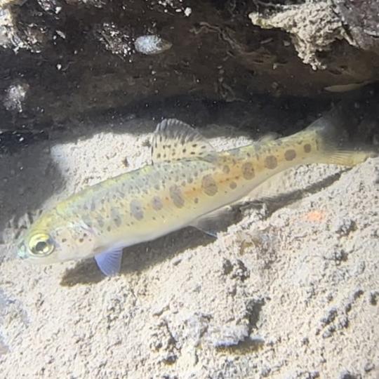 Steelhead young in creek
