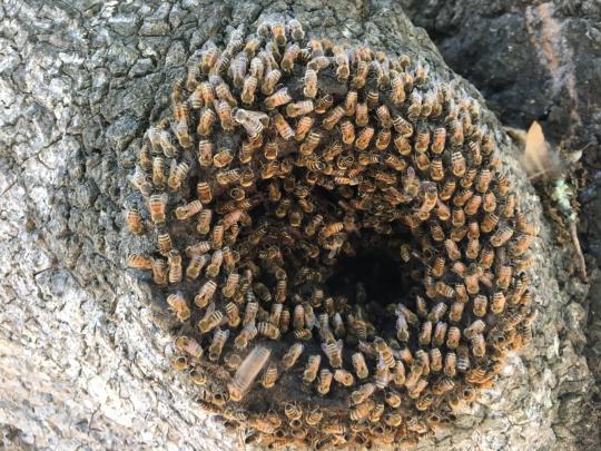 Swarm of bees