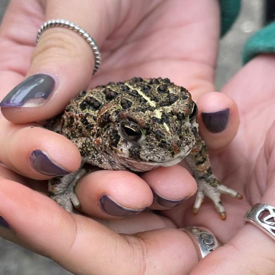 Western Toad on “nature-clean hands”