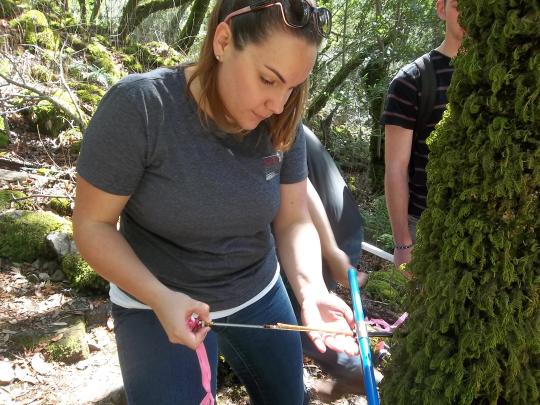 Student coring a tree