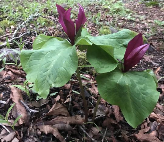 trillium flower in bloom in nature