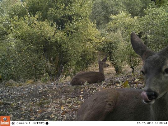 wildlife camera view of a deer resting and another deer licking its mouth