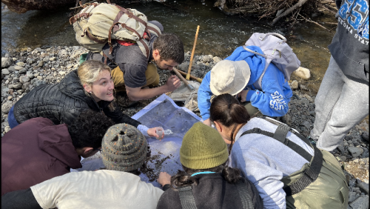 students look at insects next to a creek