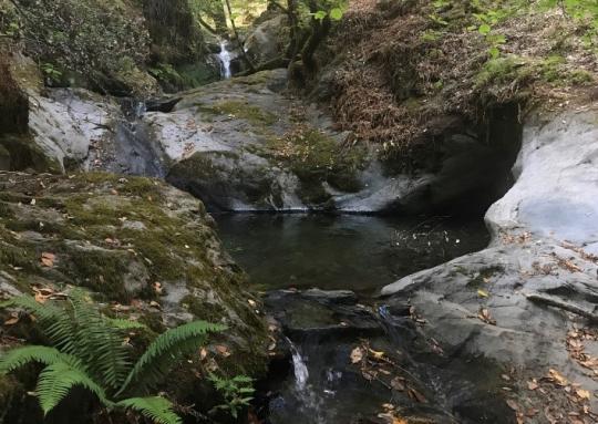 small waterfall with ferns