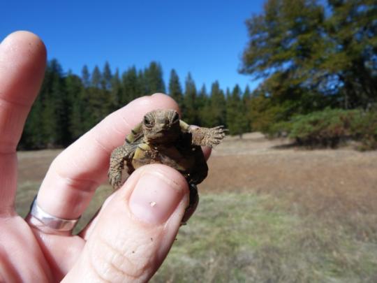 a hand holds a baby western pond turtle in nature