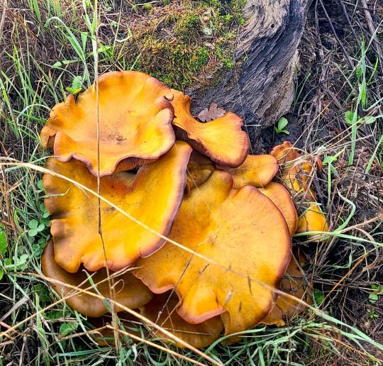western jack o'lantern at base of tree