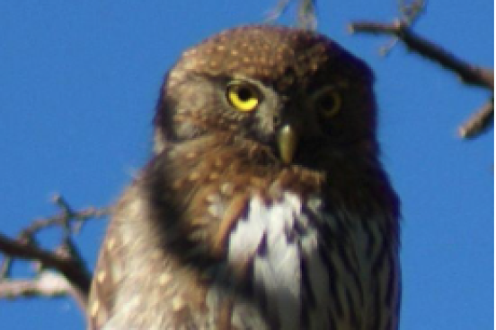 Bird event