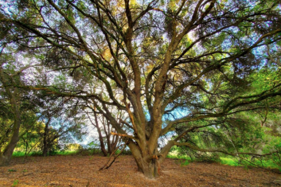 Tree in a forest