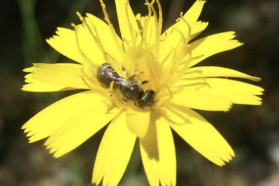 Pollinator in a flower
