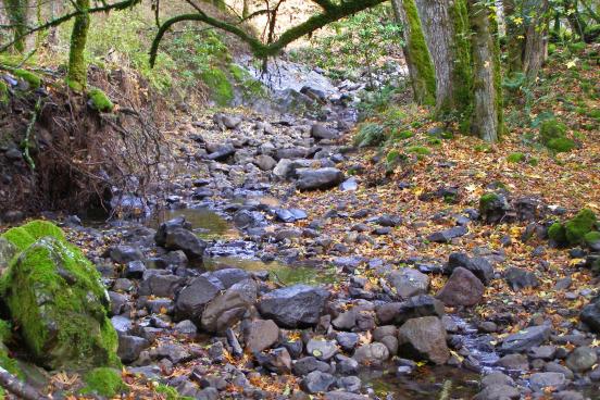 Rocky creek bed in forest