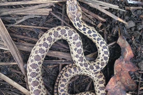 gopher snake on soil