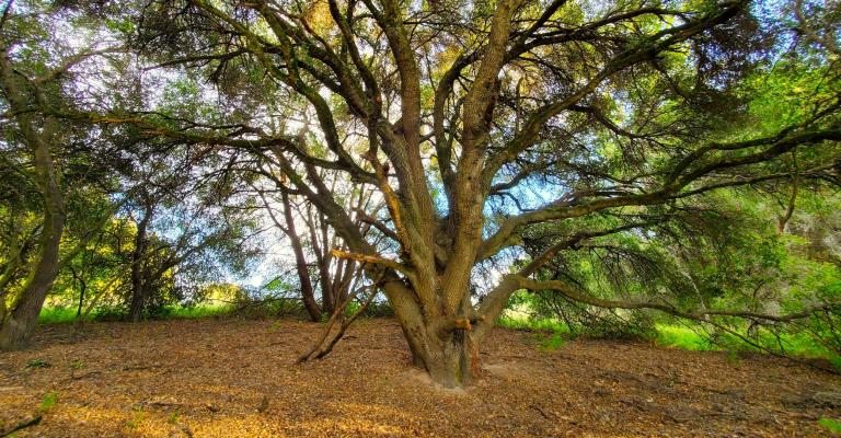 Oak tree