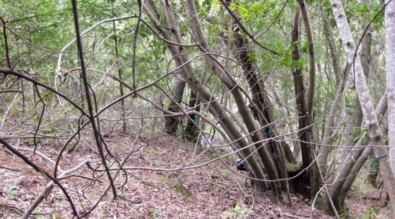 shrubs on study plot