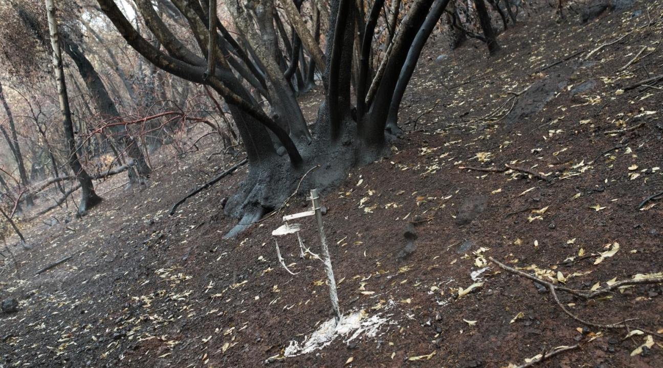 charred soil and shrubs