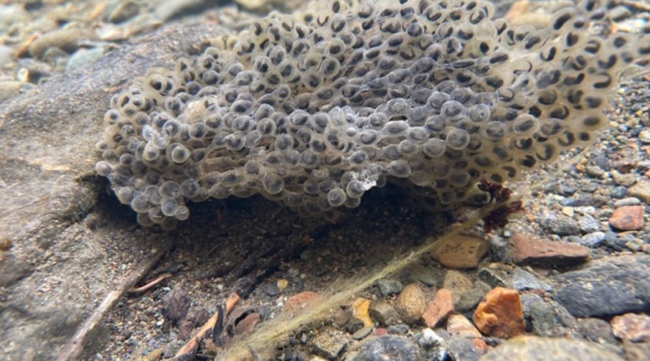Egg Sack in Creek