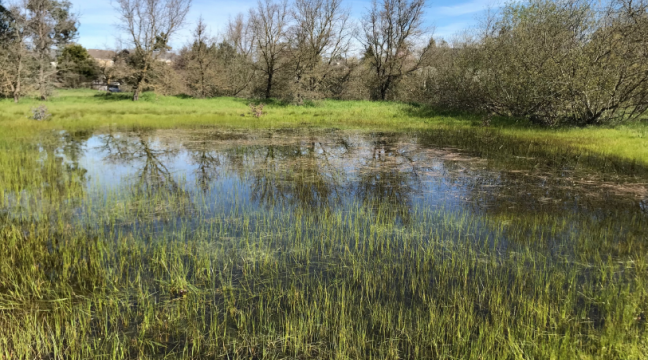 Frog Song Vernal Pool in Cotati
