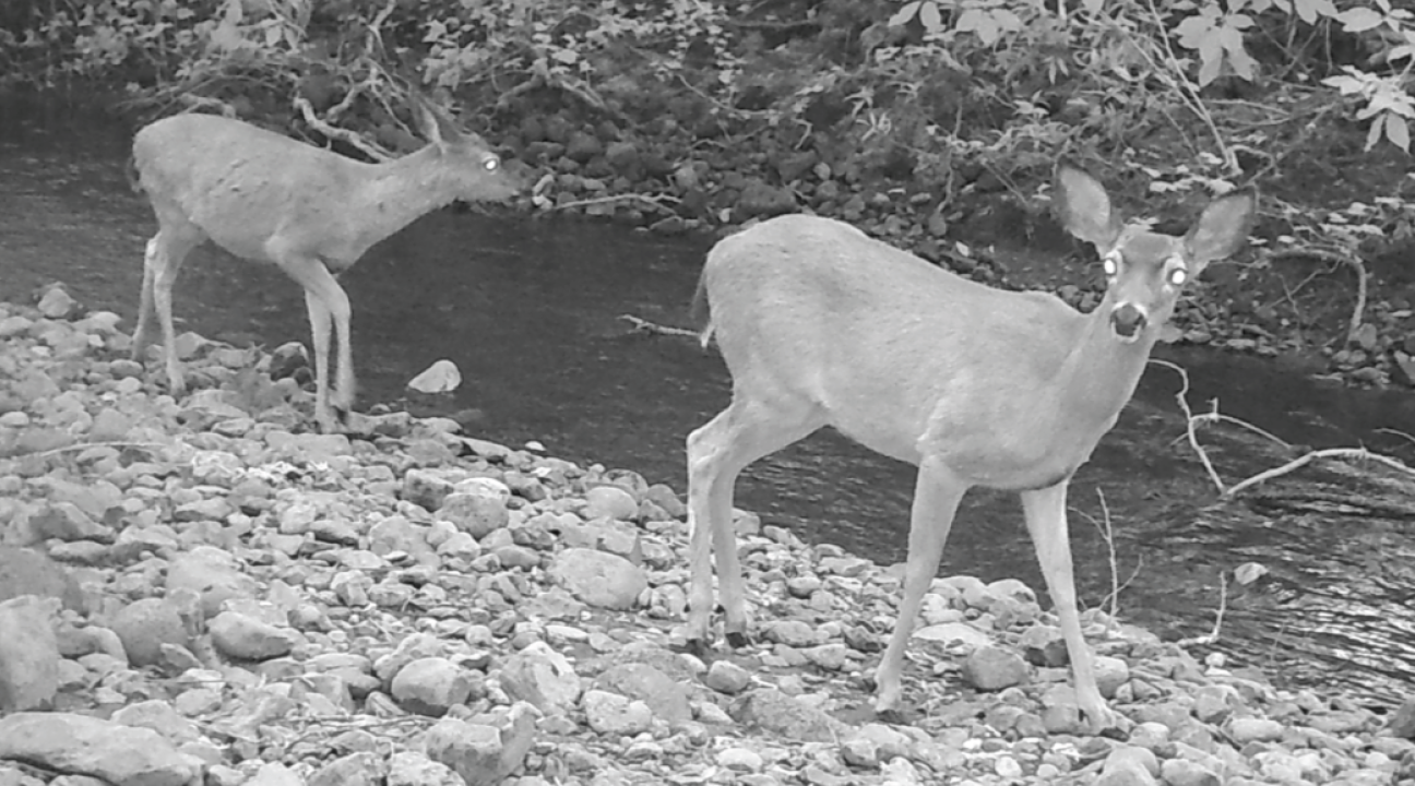 Wildlife camera photo of deer next to a creek
