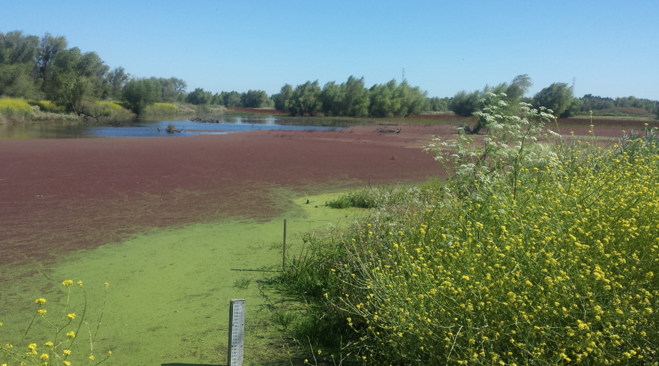 shallow lake covered in aquatic vegetation